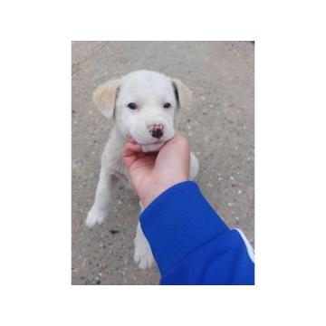 Žensko štene mešanca labradora na poklon