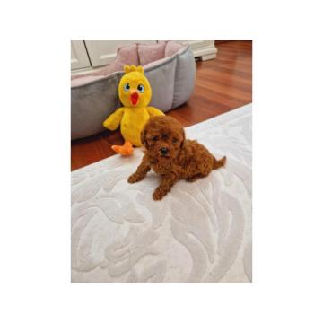 TOY PUDLE 