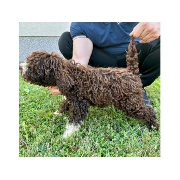 Dostupni štenci Lagoto Romanjole