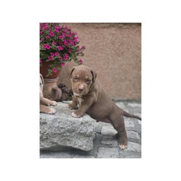 American Bully XL, Američki Buli štenci