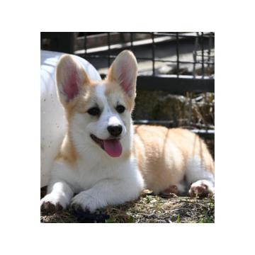 Velski korgi/Welsh Corgi Pembroke