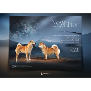 Šampionsko leglo Shiba inu