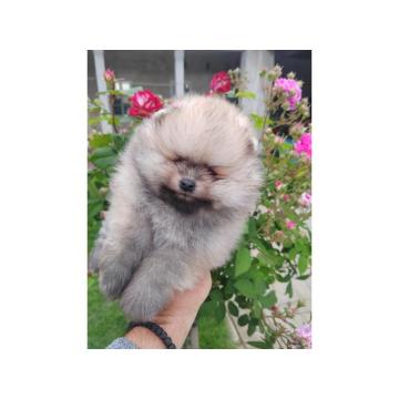 Prelepa medvedasta stenad pomeranca