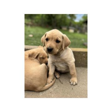 Na prodaju štenci labrador retrivera–vakcinisani i spremni za novi dom!