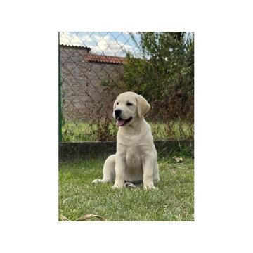Labrador retriver ženkice 