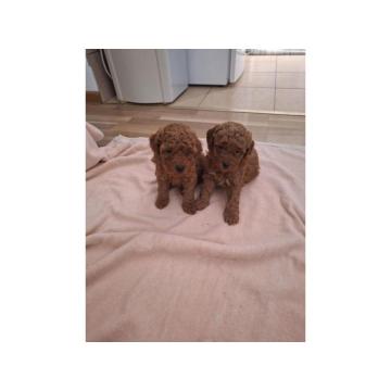 Prodajem patuljaste PUDLE 