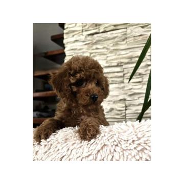 Crvene Toy Pudle