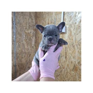 Plavi ,Sivi Francuski buldozi