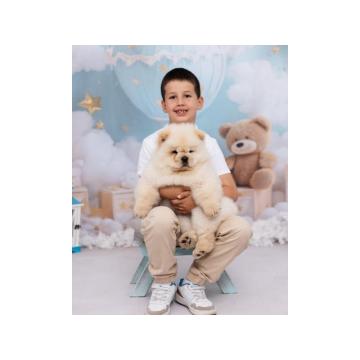 CHOW CHOW zensko stene  