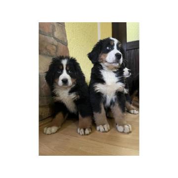 Bernski planinski pas 