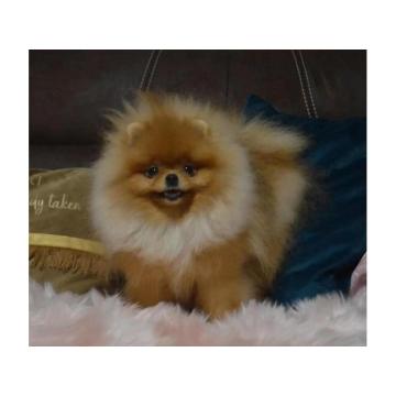 Pomeranci - tedi bear tip 