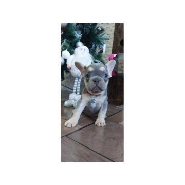 Francuski buldozi egzotični 