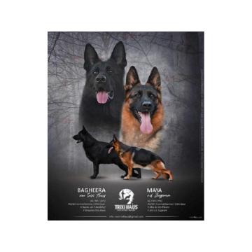 Stenad nemackog ovcara 