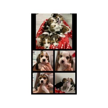 Trobojni bigl, stenci 