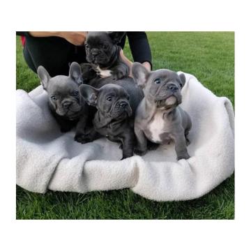 Francuski buldog - štenci egzotičnih boja  