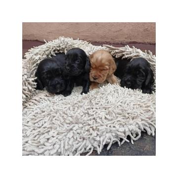 Engleski koker španijel 