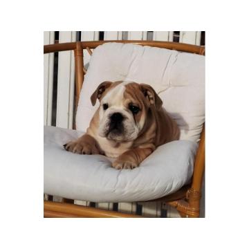 Engleski Bulldog 