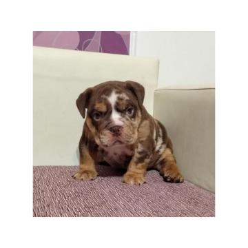 Engleski Buldog  