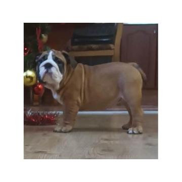 Štenci ENGLESKOG BULDOGA