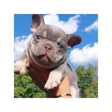 Francuski buldozi egzotični 