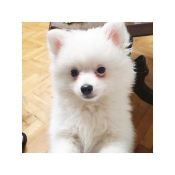 Nemacki Spic, zensko stene  