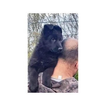 Nemački ovčar štenci