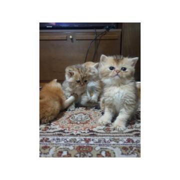 Britansko/Škotska i Britanska kratkodlaka mačka