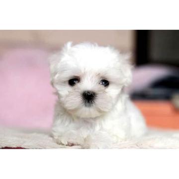 Mini maltezer štenci