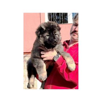 Kavkaski ovčar štenci