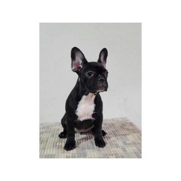 Francuski buldog, ženke 