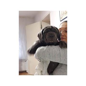 Napuljski Mastif, muški štenci