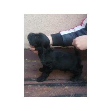 Engleski koker španijel 