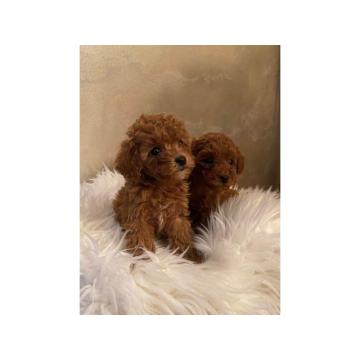 Toy i patuljasta pudla štenci