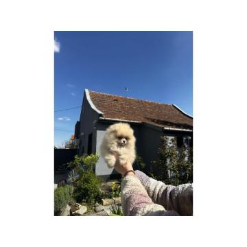 Pomeranac BOO medvedići, Pomeranski Špic štenci