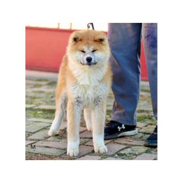 Akita Inu 