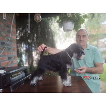 Patuljasti šnaucer žensko štene