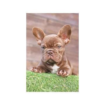 Egzoticni mužjaci za parenje