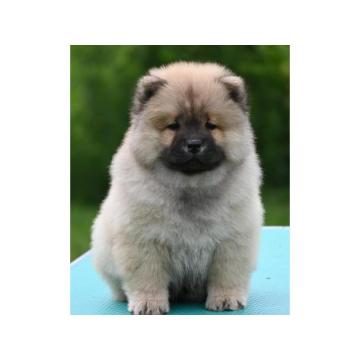 Chow Chow Cau Cau Čau Čau