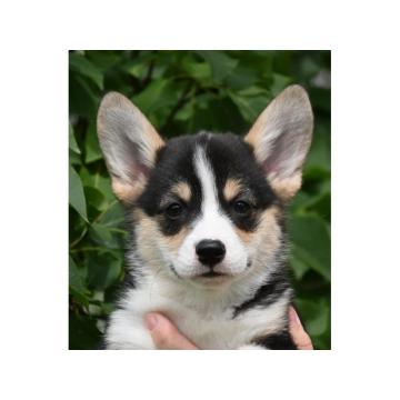 Velski korgi Welsh Corgi Pembroke