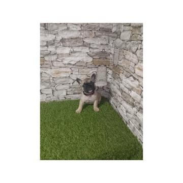 Francuski Buldog prelepi štenci
