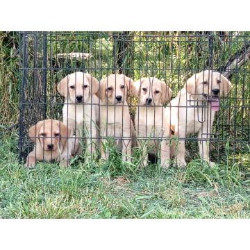 Labrador retriver štenci na prodaju