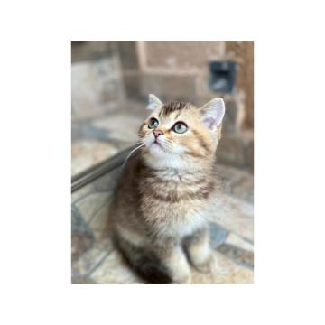 Skotski fold i strejt mace