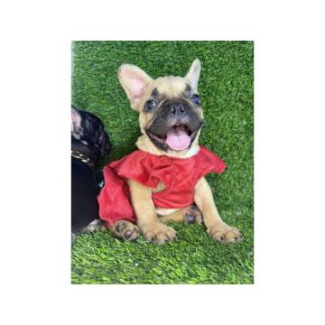 Francuski Buldog prelepi štenci