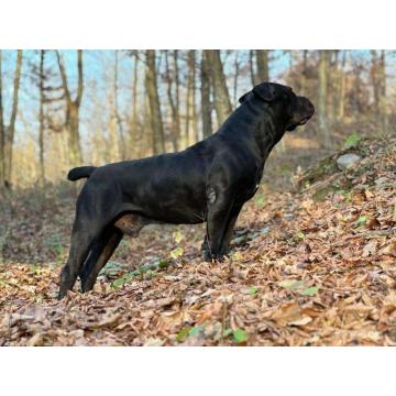 Južnoafrički mastif - Boerboel štenci