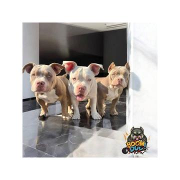 American bully, ženski štenci