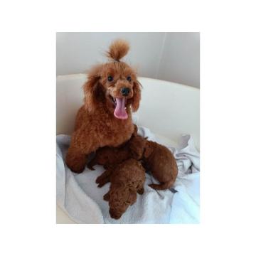  Prodajem štence Francuske patuljaste pudle 