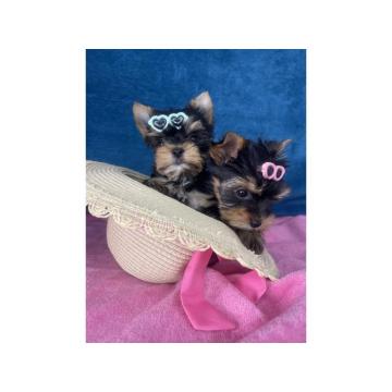 Yorkshire Terrier štenci