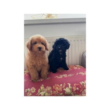 Dva preslatka šteneta traže svoj zauvek dom