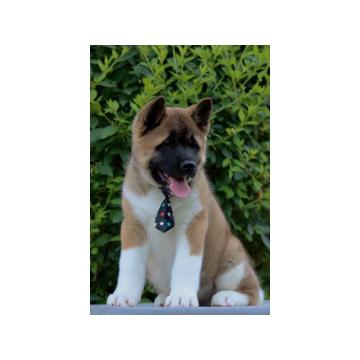 Americka Akita stenci