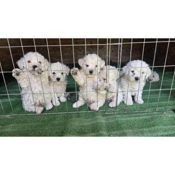 Predivni čistokrvni štenci kovrdžavog bišona - bichon frise  